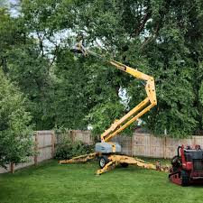 Trusted Apple Creek, OH  Tree Services Experts