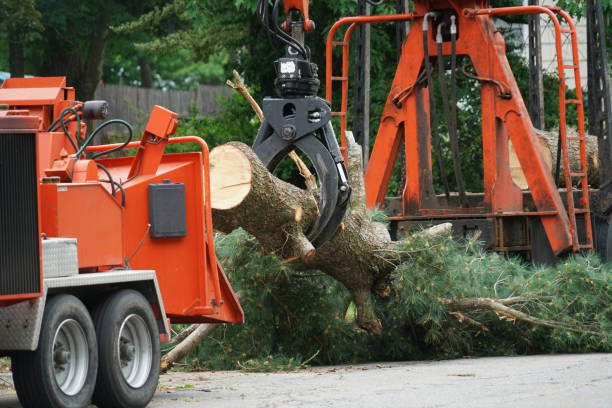 Why Choose Our Tree Removal Services in Apple Creek, OH?